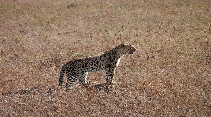 8 day private safari with guide in serengeti and ngorongoro